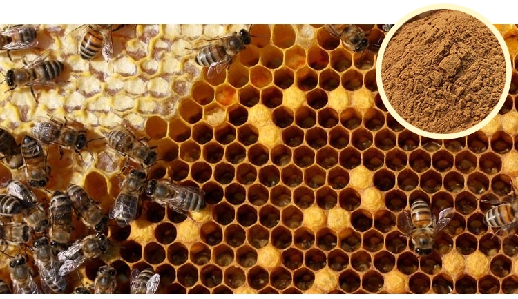 Bee Products Supplier Nop EOS Certificates Wholesale Propolis