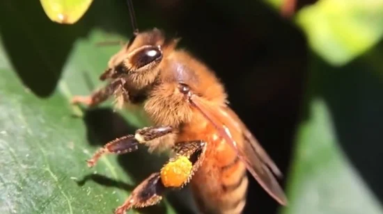 Beehall은 장 연동 운동을 촉진합니다. 생 꿀벌 꽃가루 정제